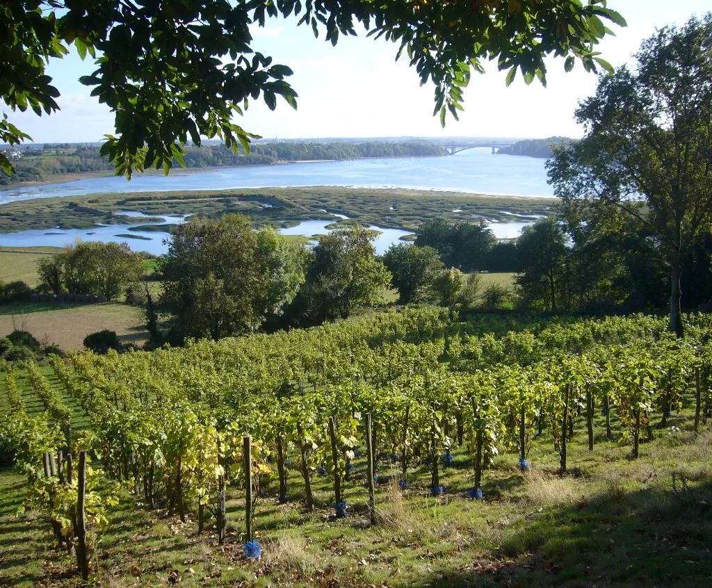 vignoble en bretagne près de la mer