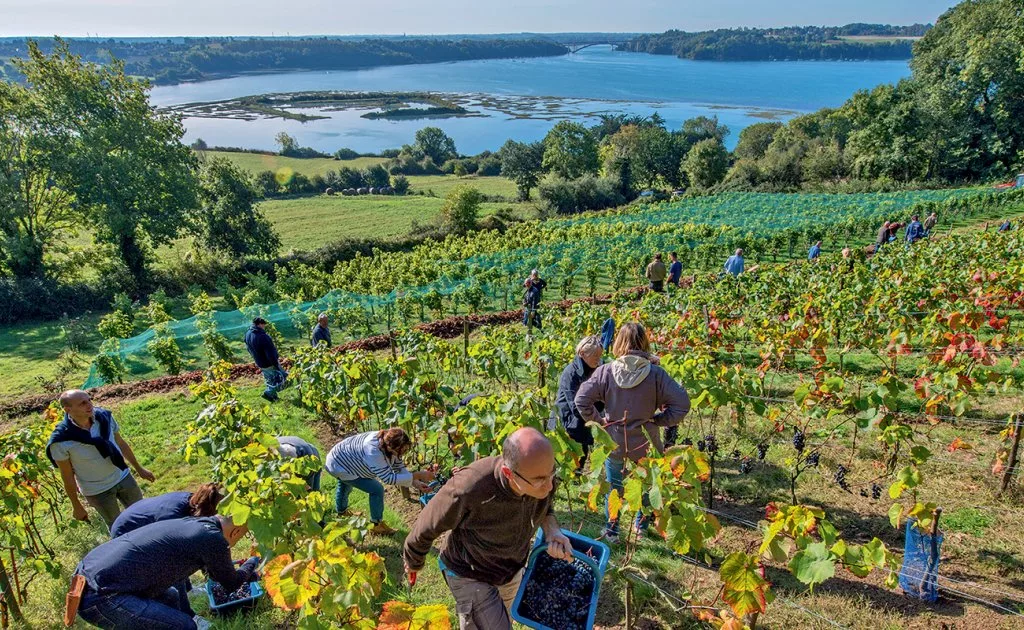 récolte vignoble en bretagne