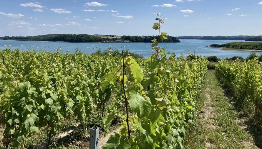 Découvrez les Vignobles Émergents de Bretagne