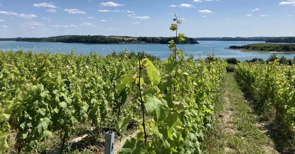 vignoble bretagne