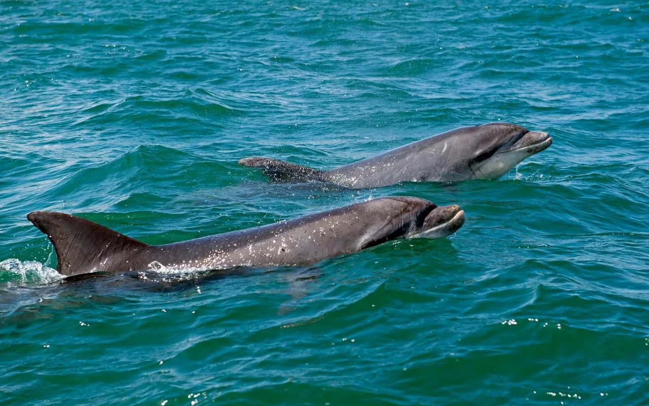 dauphins en bretagne