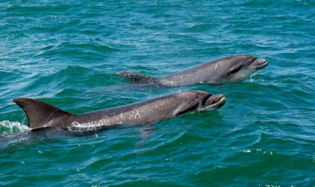 dauphins en bretagne