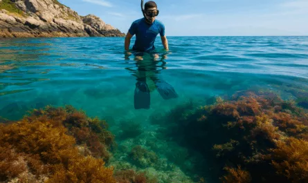 Snorkeling bretagne finistère